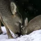 Нежность