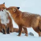 Нежность