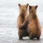 Нежность