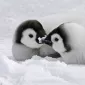 Нежность