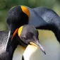 Нежность