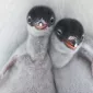 Нежность
