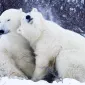 Нежность