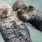 Нежность