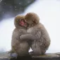 Нежность