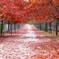 Осень для влюбленных