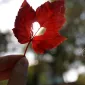 Осень для влюбленных