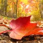 Осень для влюбленных