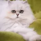 Пушистый мир Rachael Hale
