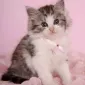 Пушистый мир Rachael Hale