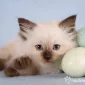 Пушистый мир Rachael Hale