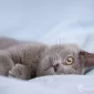 Пушистый мир Rachael Hale