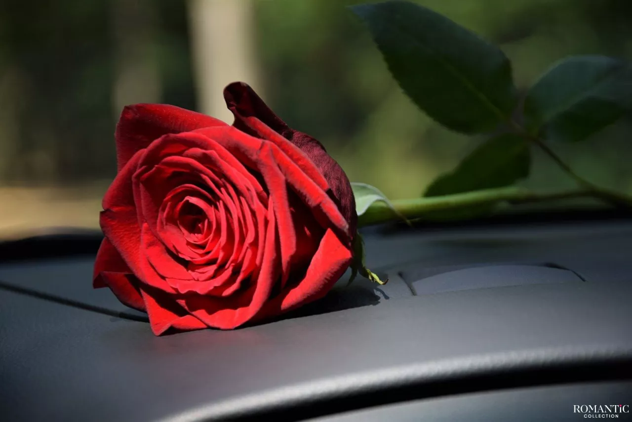 Роза под дворник авто Роза под дворник авто