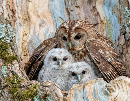 Мать-сова усыновила двух осиротевших совят