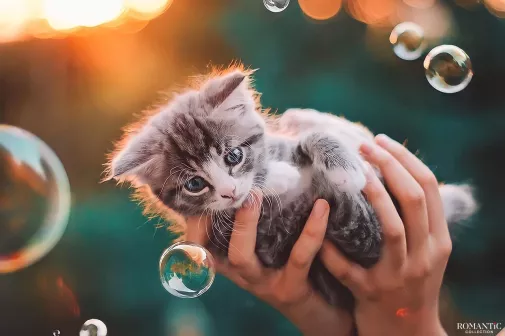 Котёнок