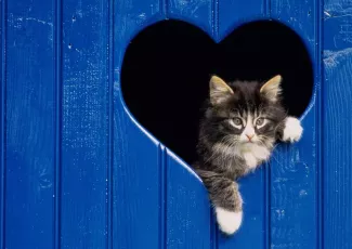 Обои о любви: Обои любовь