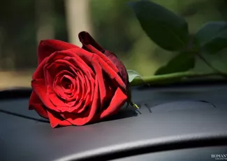 Роза под дворник авто