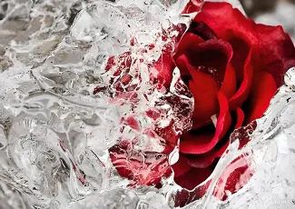 Роза во льду