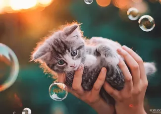 Котёнок