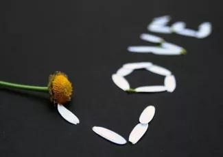 Обои о любви: Love из лепестков