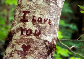 Обои о любви: Надпись на дереве I love you