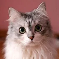 Анюта 