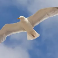Ло